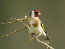 CHARDONNERET ELEGANT1200660(1)