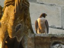 FAUCON PELERIN1210389