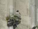 FAUCON PELERIN1210297