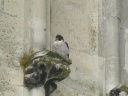 FAUCON PELERIN1210298