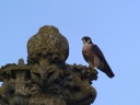 FAUCON PELERIN1210414