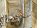FAUCON CRECERELLE1210329