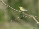 SERIN CINI06389