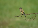 CHARDONNERET ELEGANT05751