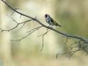CHARDONNERET05144