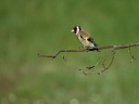 CHARDONNERET05727