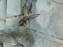 FAUCON CRECERELLE1210427