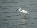 GRANDE AIGRETTE07084 POISSON
