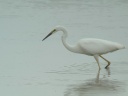GRANDE AIGRETTE.NUPTIALE1210827
