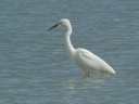 GRANDE AIGRETTE.NUPTIALE1210621