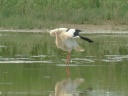 CIGOGNE BLANCHE1220018