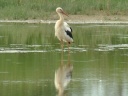 CIGOGNE BLANCHE1220036