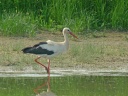CIGOGNE BLANCHE1210996