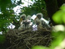 CIGOGNE NOIRE1220385
