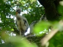 CIGOGNE NOIRE1220369