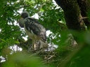 CIGOGNE NOIRE1220362