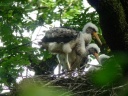 CIGOGNE NOIRE1220323