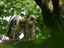 CIGOGNE NOIRE1220302