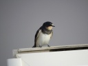 HIRONDELLE RUSTIQUE07744