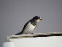 HIRONDELLE RUSTIQUE07738