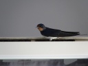 HIRONDELLE RUSTIQUE07653