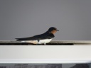 HIRONDELLE RUSTIQUE07656