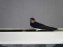 HIRONDELLE RUSTIQUE07651