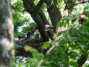 CIGOGNE NOIRE07603
