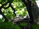CIGOGNE NOIRE07583
