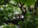 CIGOGNE NOIRE07570