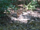 RENARD ROUX07820