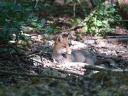 RENARD ROUX07830