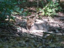 RENARD ROUX07828