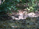 RENARD ROUX07814