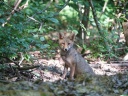 RENARD ROUX07776