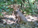 RENARD ROUX07777