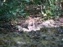 RENARD ROUX07803