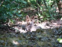 RENARD ROUX07788